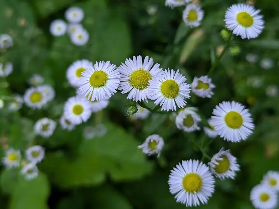 the flowers of brainspotting